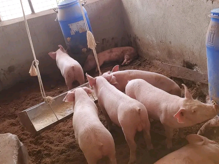 Guide on How to Start a Pig Farm Career Guide